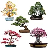 Semi di bonsai eccezionali con un alto tasso di germinazione - Set di semi di piante per il tuo albero bonsai (Set di 5 Pezzi, incluso eBook GRATUITO)