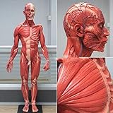 ATAAY Cranio di Scheletro di Modello in Resina Maschile Umano anatomico per Anatomia Muscolare della Carne Muscolo Superficiale 60 cm