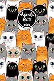 Agenda 2024 Gatti: Calendario geornaliero e settimanale dell anno e Planner Mensile, gatto - 160 Seiten - ideale come regalo per chi ama i gatti
