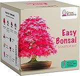Fai crescere il tuo bonsai - Coltiva facilmente 4 tipi di alberi bonsai con il nostro kit di semi di avviamento completo e adatto ai principianti - Set regalo, Idea regalo unica