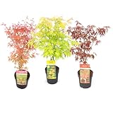 Plant in a Box - Set di 3 aceri giapponesi resistenti all inverno - Vaso da 19 cm - Altezza 60-70 cm - Acer palmatum  Atropurpureum , Beni Maiko  &  Orange Dream 