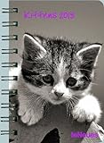 2013 Kittens Pocket Deluxe Diary by teNeues (2012-07-01)