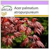 SAFLAX - Acero palmato rosso/Acero giapponese rosso - 20 semi - Acer palmatum atropurpureum