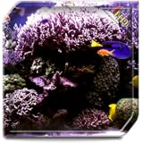 Aquarium Radiance HD - Wallpaper & Themes